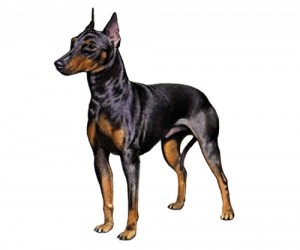 manchester terrier filhotão
